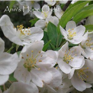 Meet your Posher, Ann